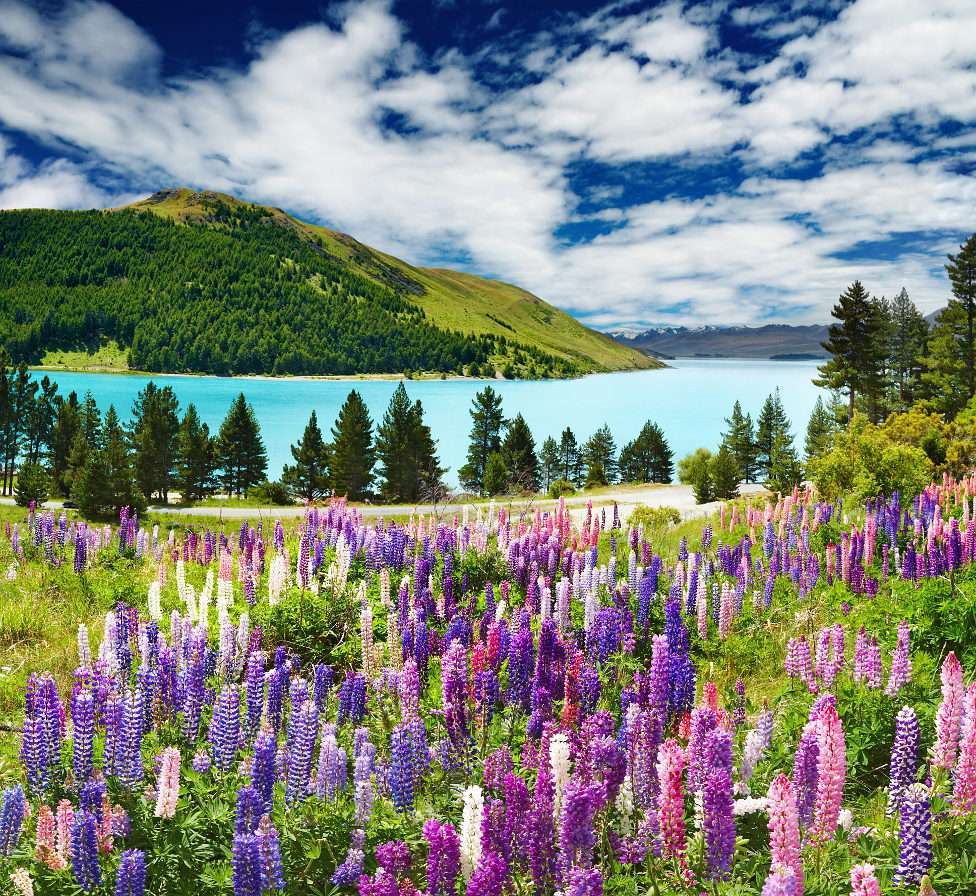 Lupine on the meadow (New Zealand) puzzle online from photo