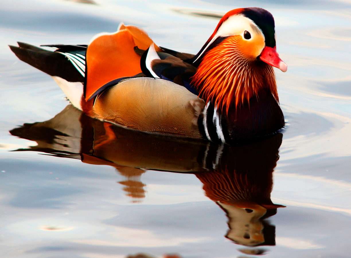 Mandarin duck puzzle online from photo