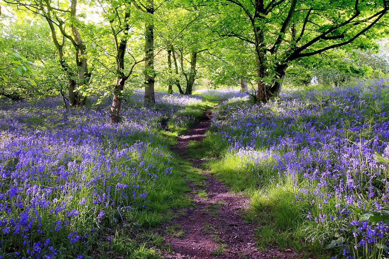Forest covered with blue bellflowers (United Kingdom) online puzzle