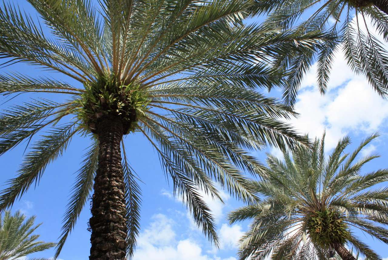 Palm trees puzzle online from photo