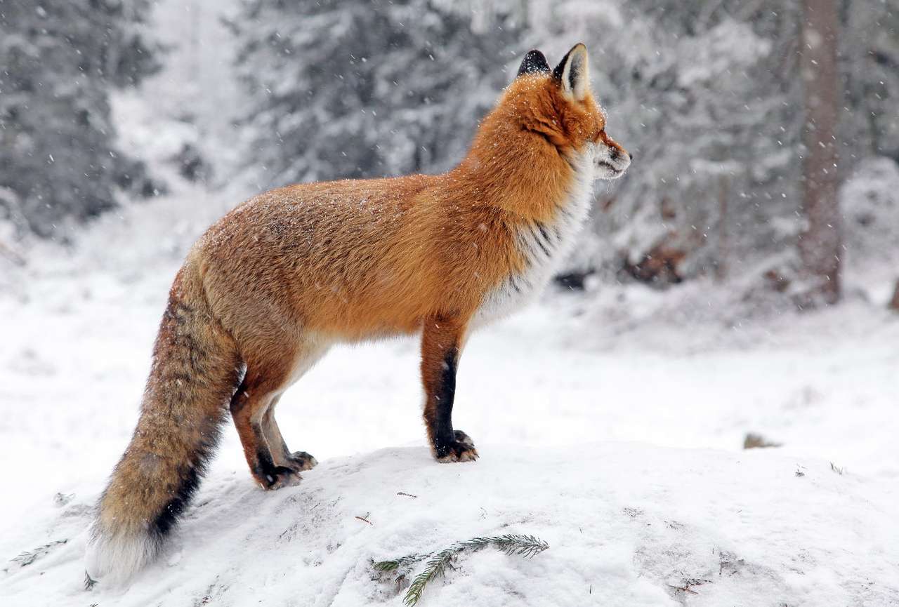Red fox puzzle online from photo