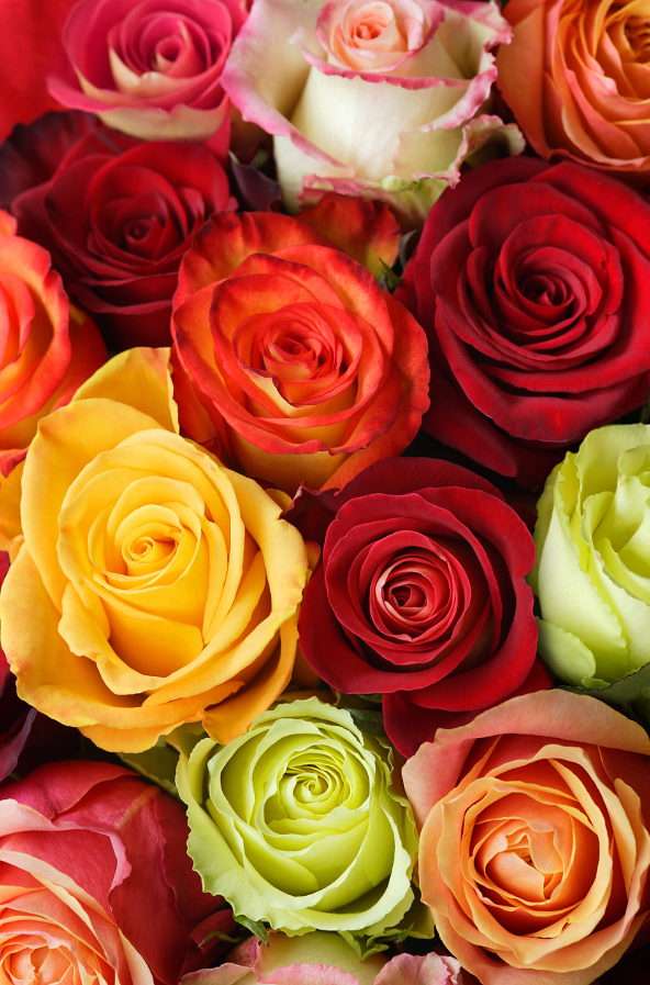 Veelkleurige rozen puzzel online van foto
