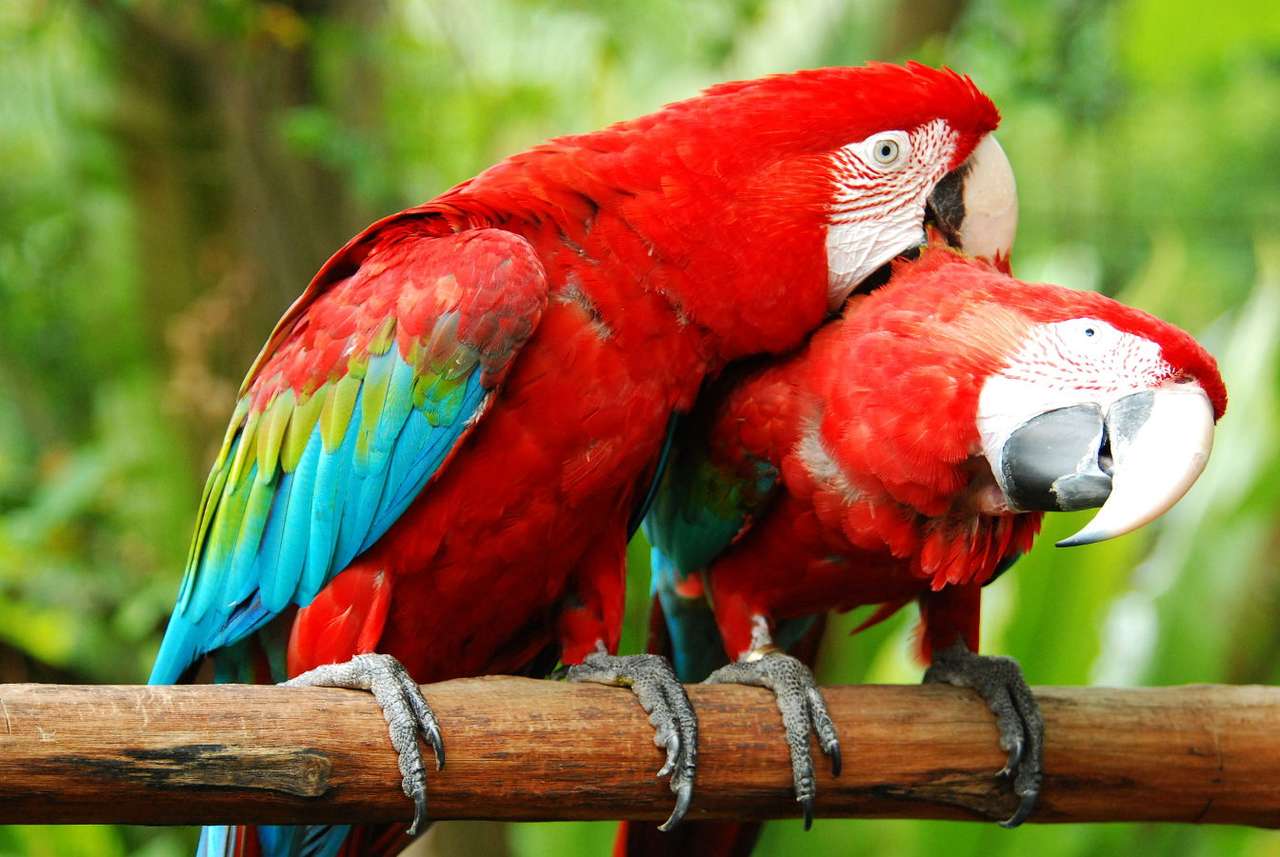 Courtship de deux perroquets colorés puzzle en ligne