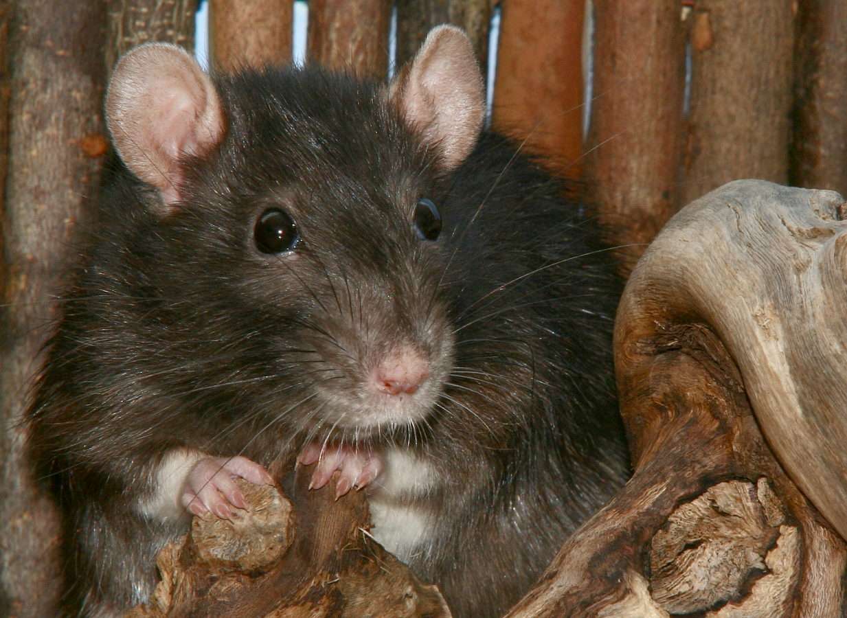 Inhemsk råtta Pussel online