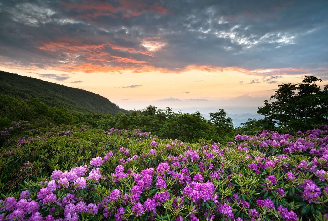 Blommande rododendroner vid foten av Appalachian Mountains (USA) Pussel online