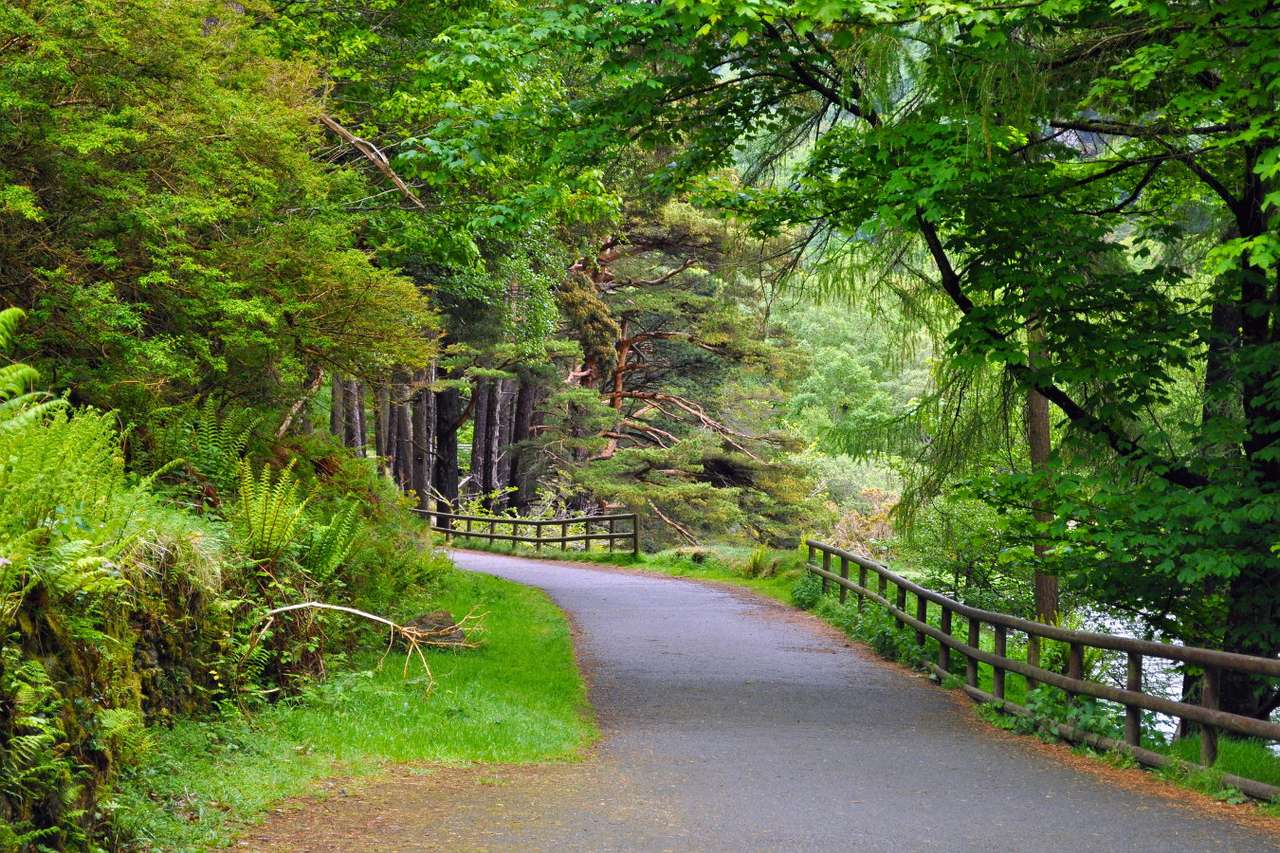 Caminho florestal em Glendalough (Irlanda) puzzle online a partir de fotografia