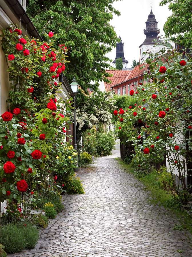 Rue Visby pleine de roses (Suède) puzzle en ligne