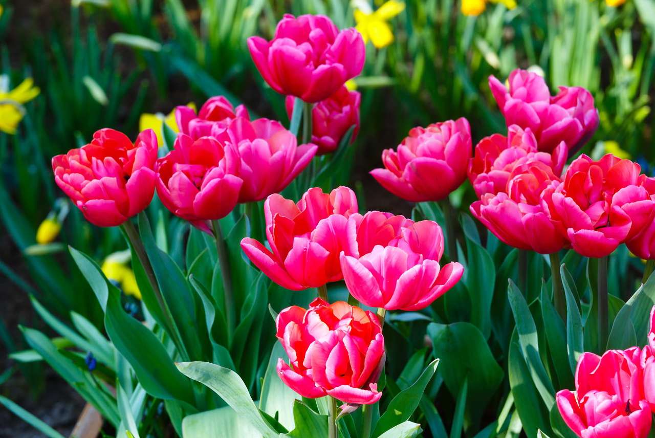Pink tulips puzzle online from photo