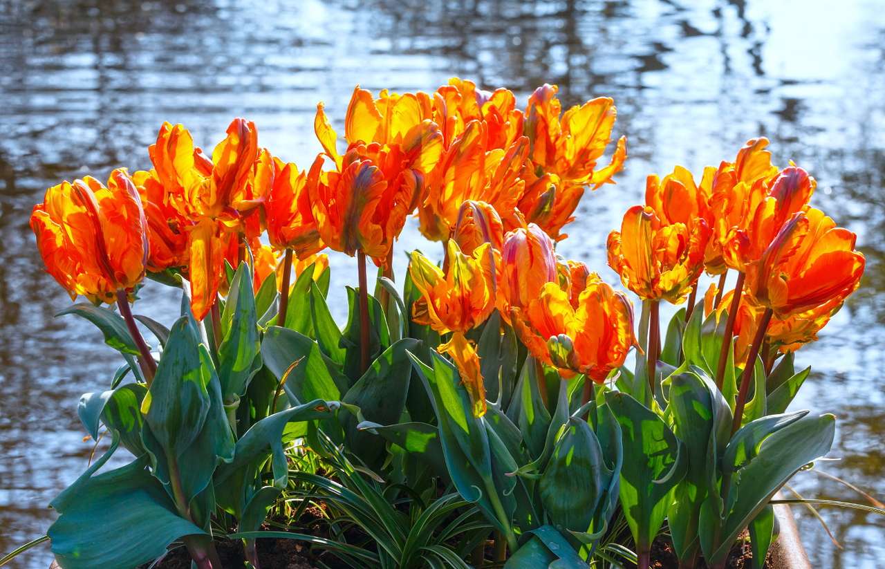 Narancssárga tulipán online puzzle