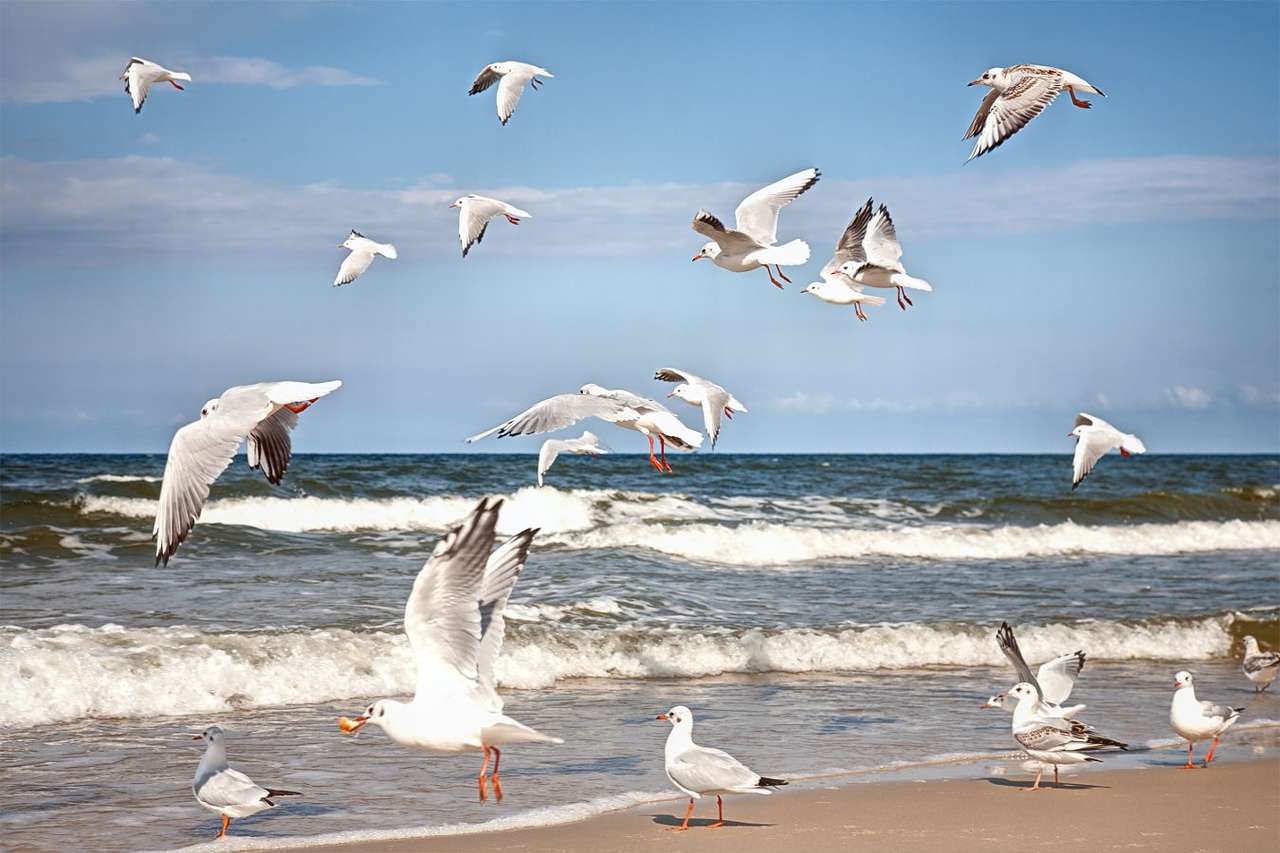 Чайки на ветровит морски бряг онлайн пъзел