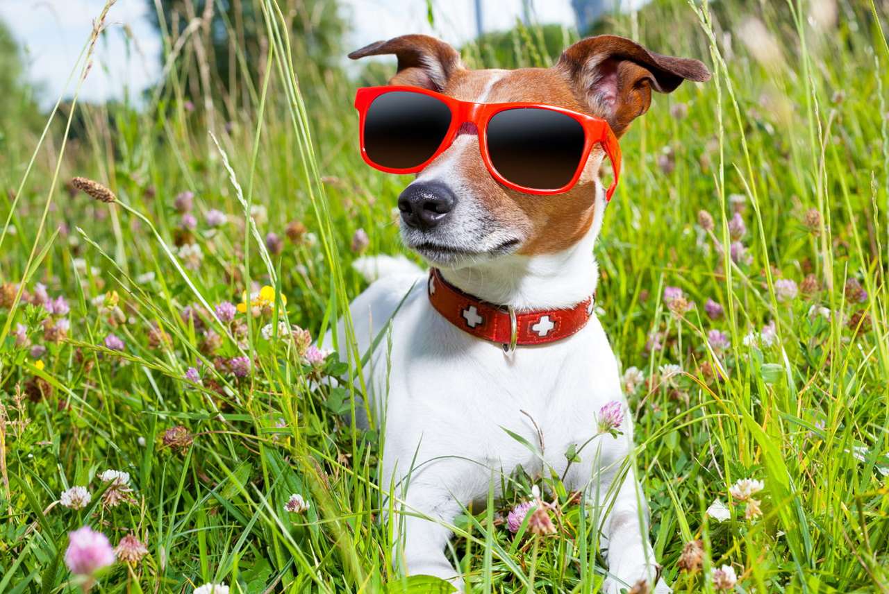 Jack Russell terrier en gafas de sol rompecabezas en línea