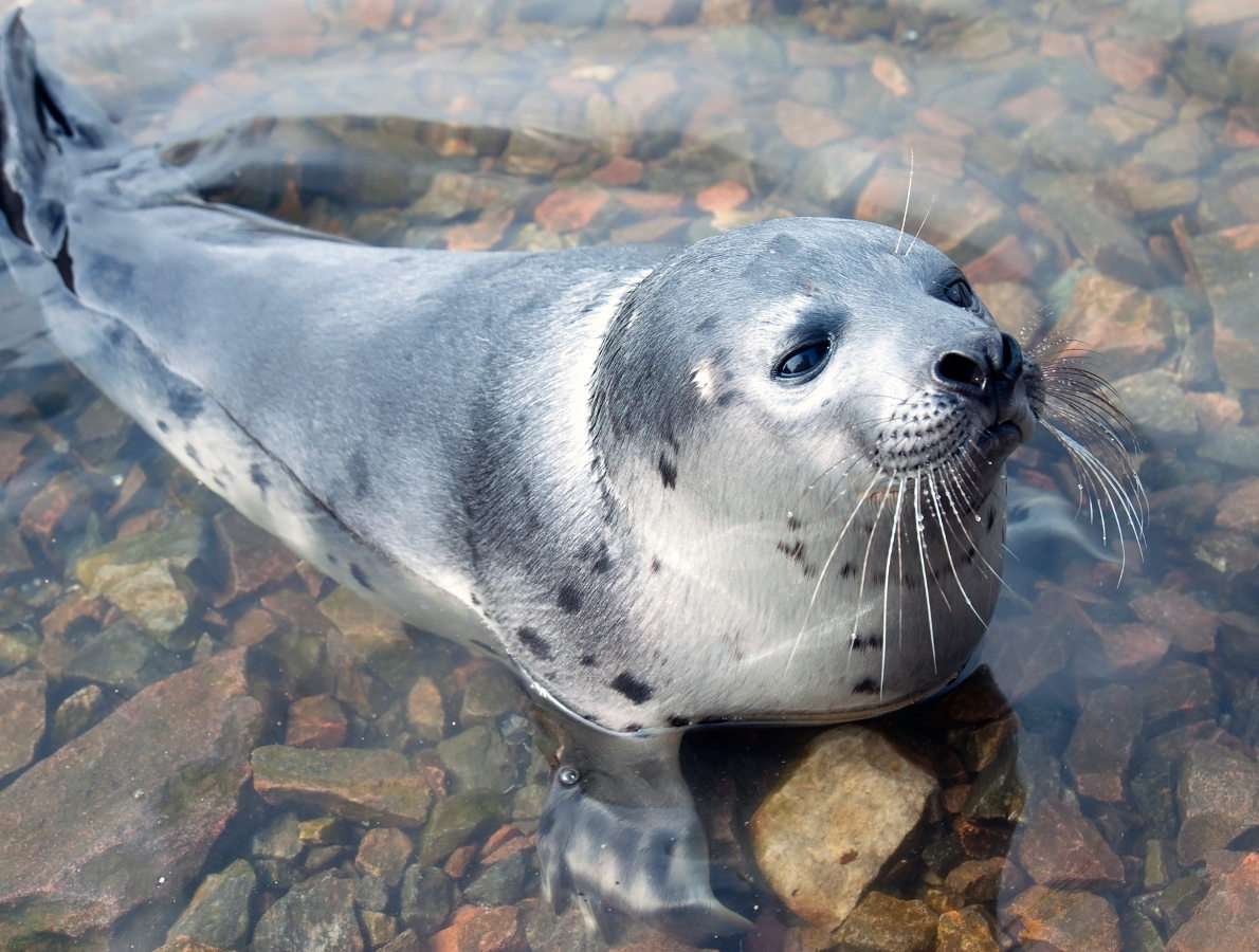 Giovane foca nel Golfo di Kandalaksha (Russia) puzzle online da foto