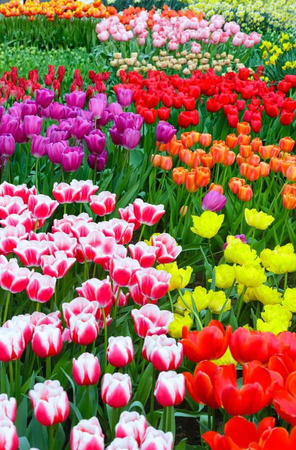 Colorful tulips online puzzle