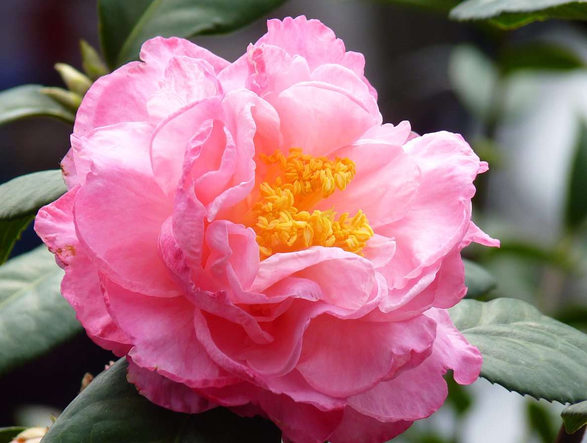 Camellia flower online puzzle
