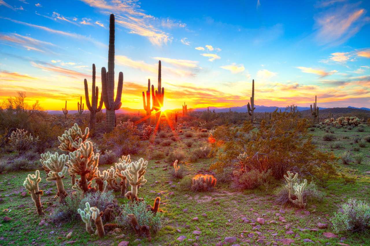 Кактуси Saguaro в пустинята Соноран (САЩ) онлайн пъзел