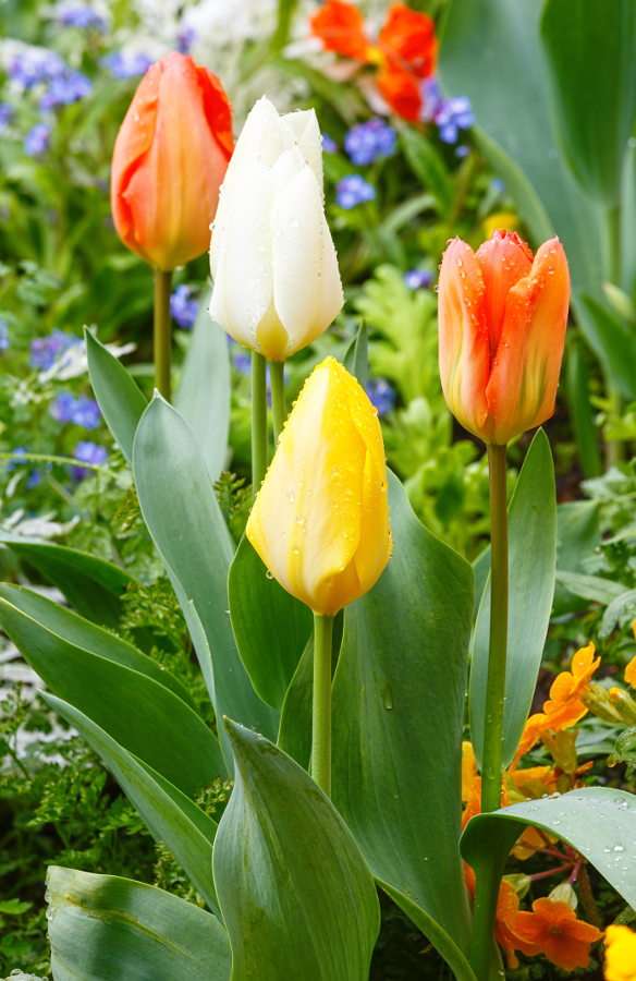 Multi-colored garden tulips puzzle online from photo