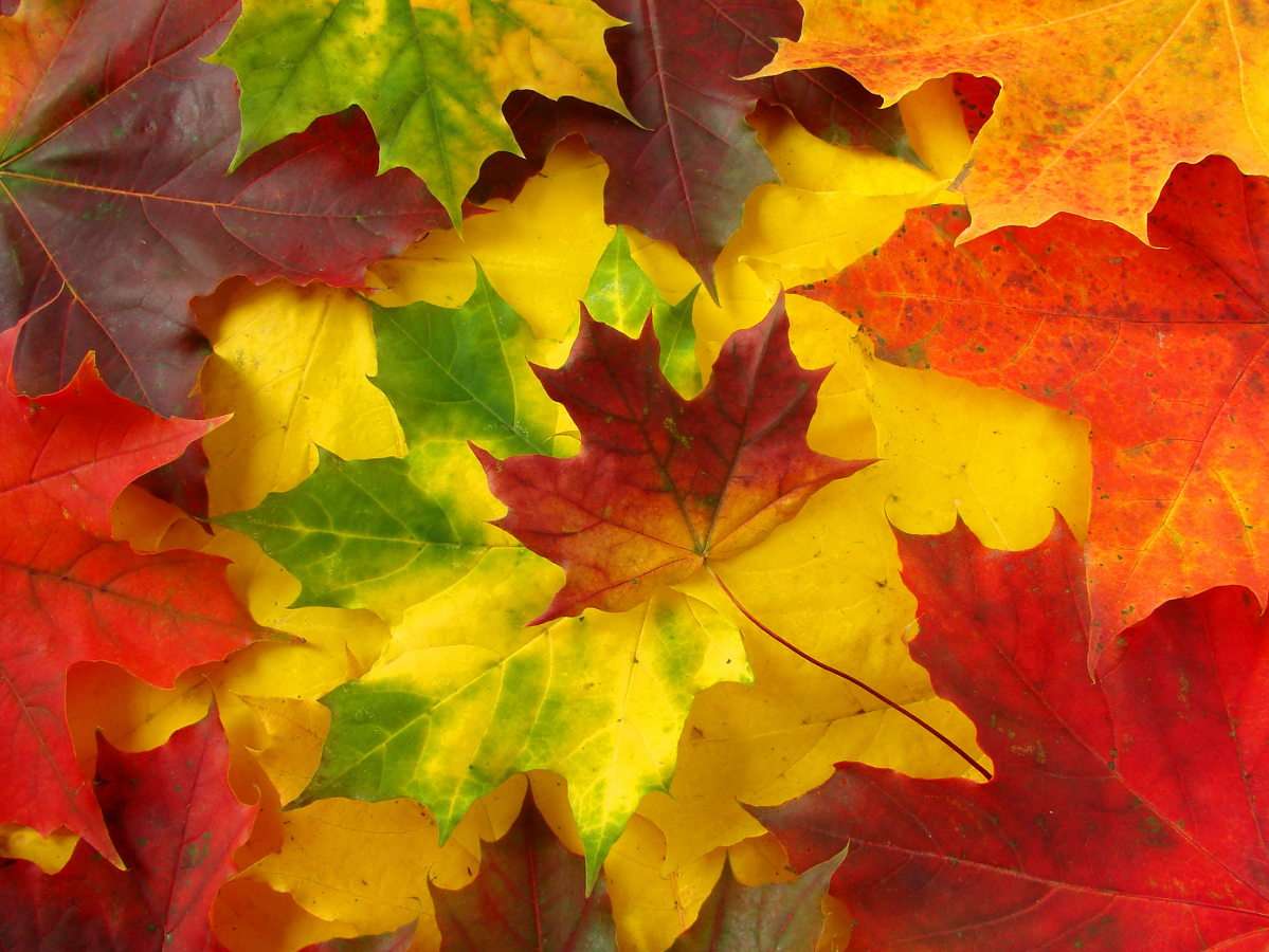 Πολύχρωμα φύλλα του φθινοπώρου online παζλ