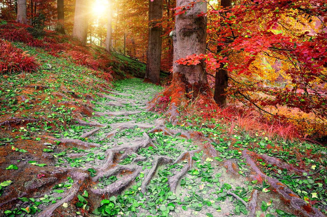Autumn forest online puzzle