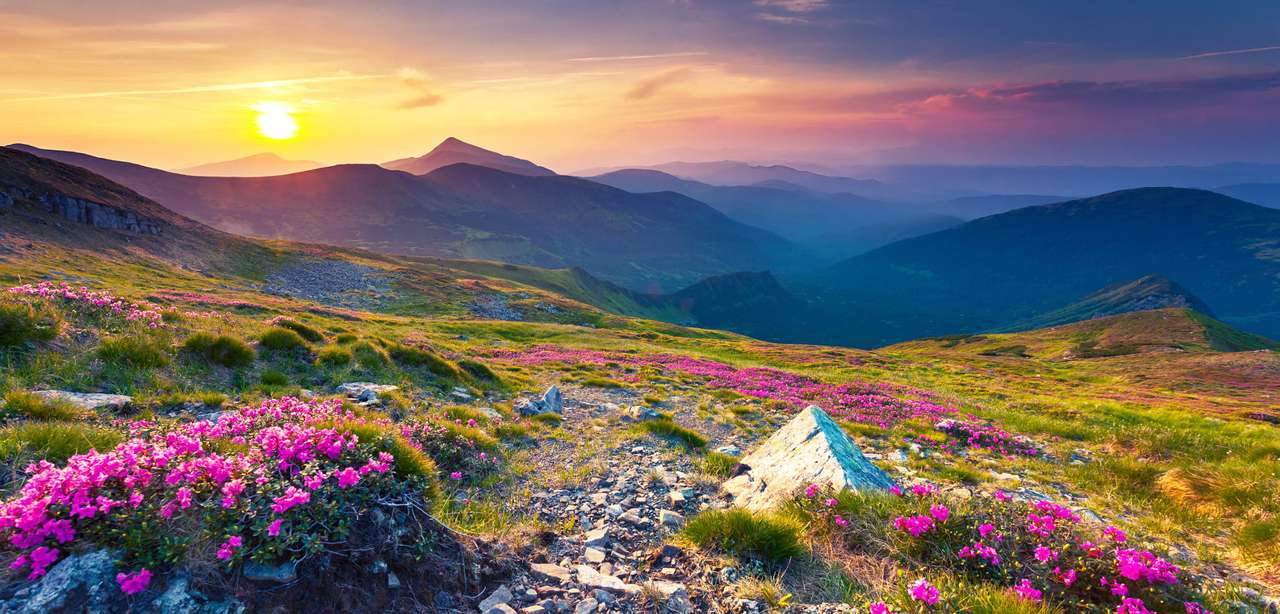 Růžové rododendrony v Karpatských horách (Ukrajina) online puzzle