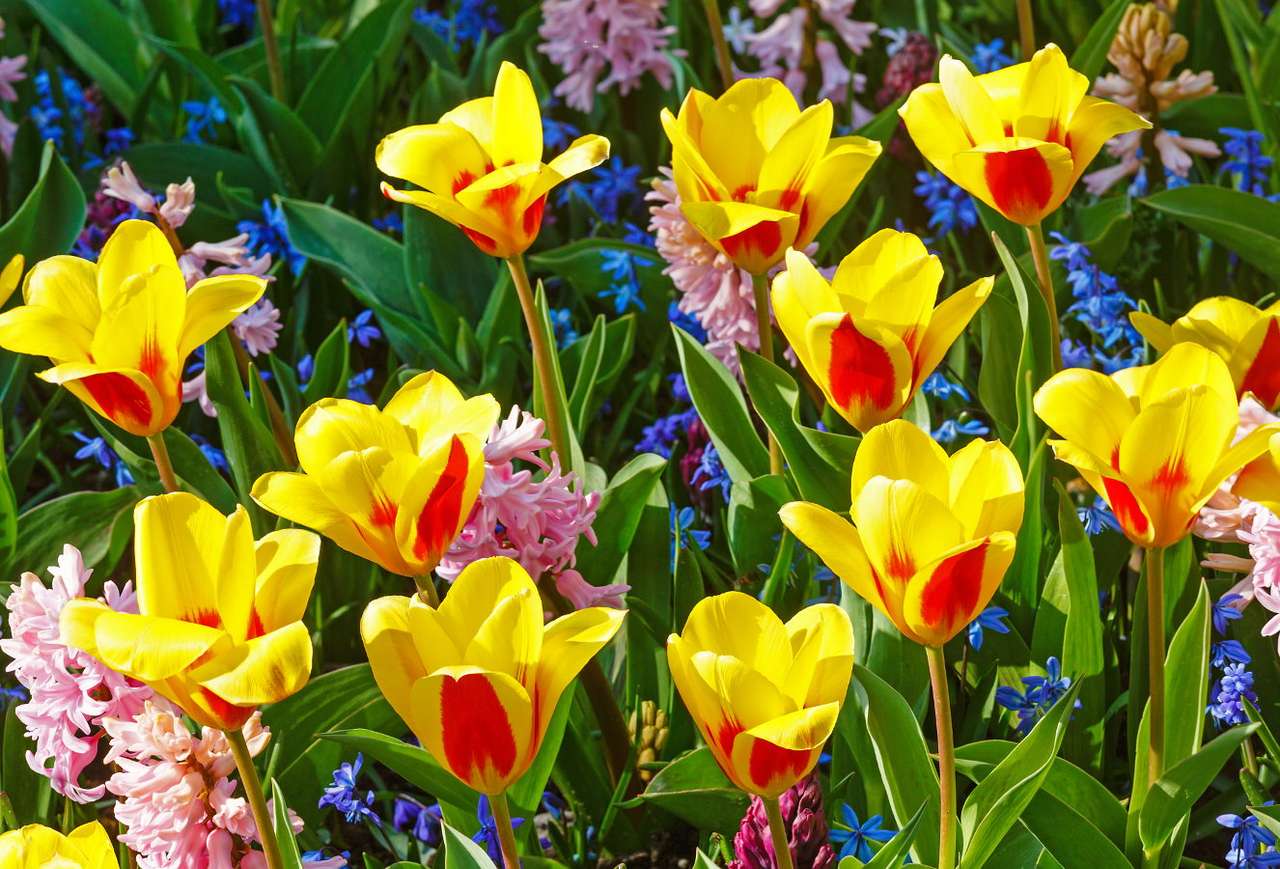 Žluté a červené tulipány a hyacinty puzzle online z fotografie