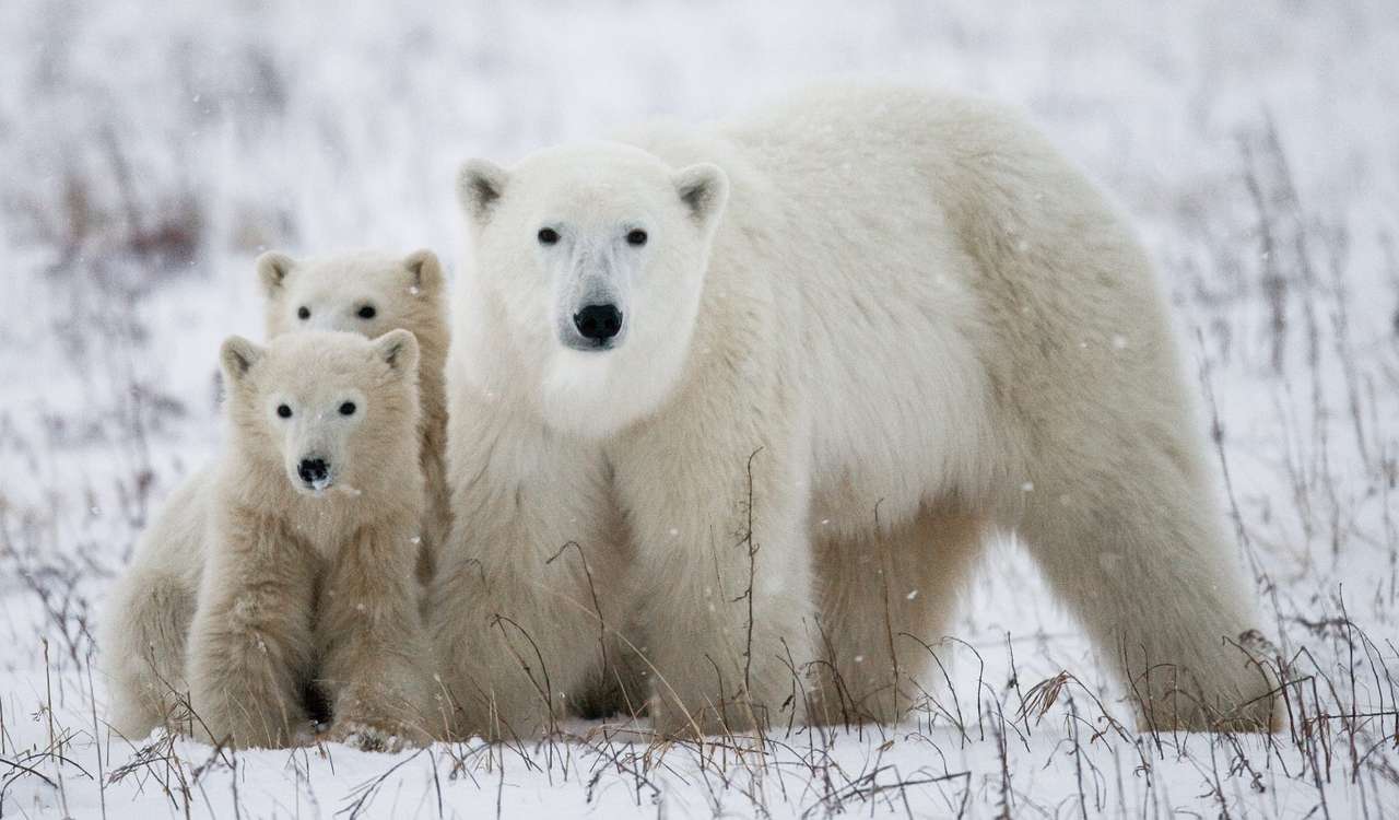 Polar bear with cubs puzzle online from photo