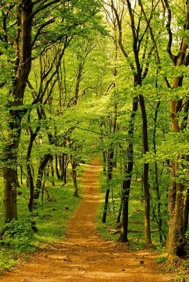 Forest alley in spring puzzle online from photo