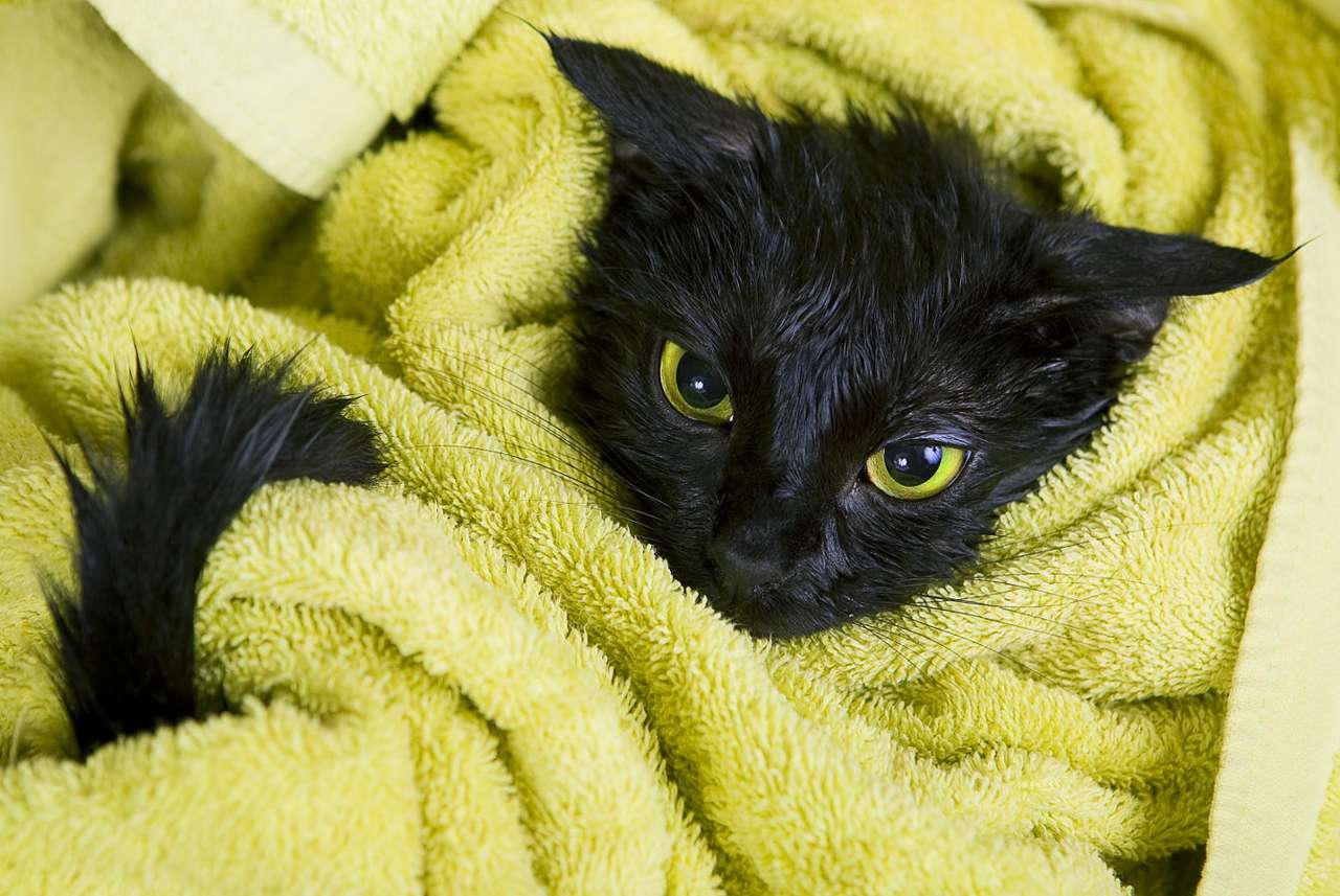 Υγρή γάτα σε μια πετσέτα online παζλ