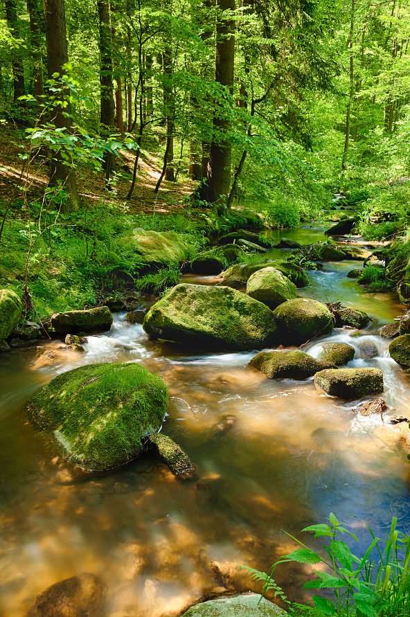 Stones in a forest stream puzzle online from photo
