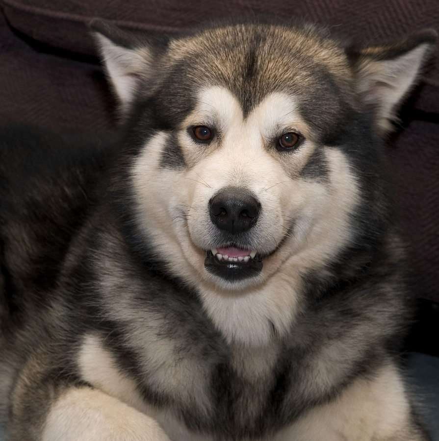 Malamute puzzle online from photo