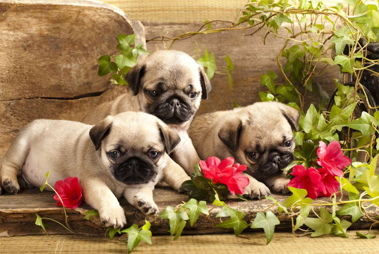 Pug puppies puzzle online from photo