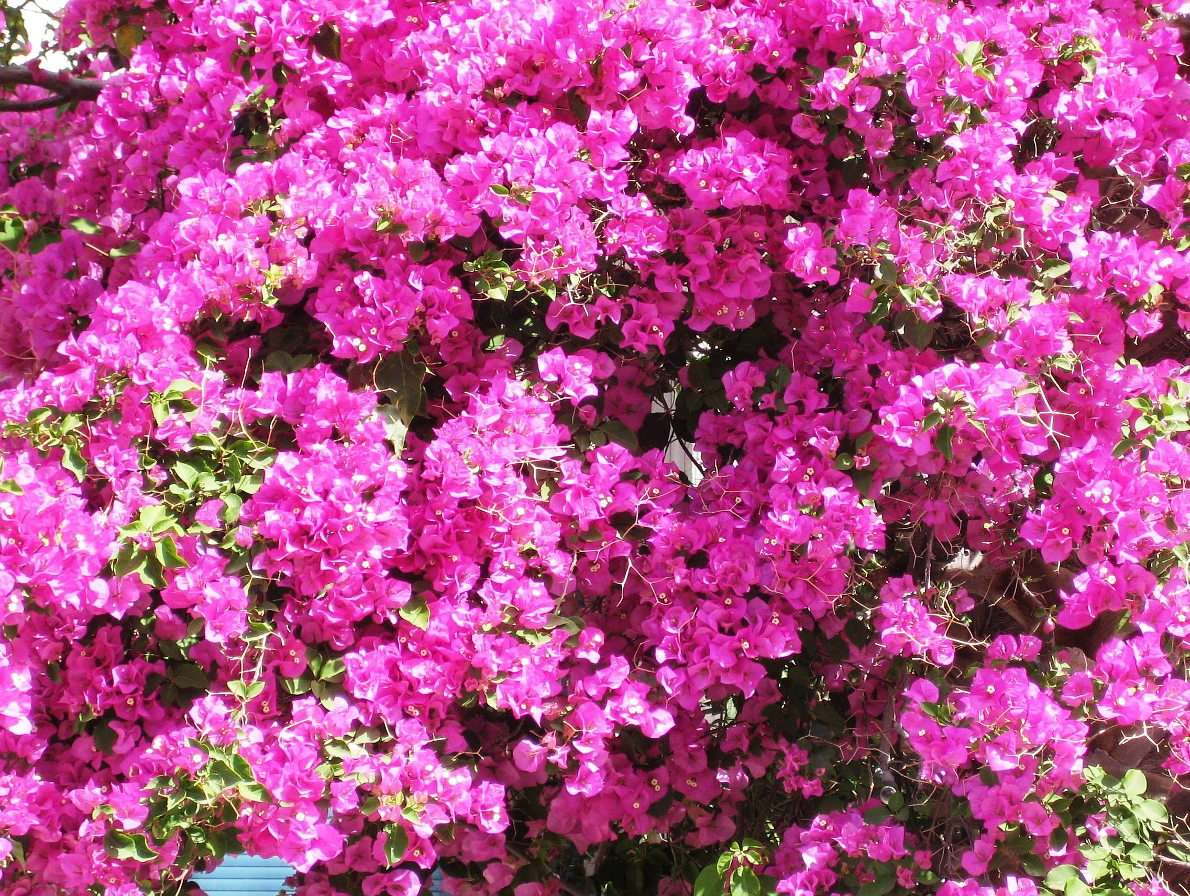 Bougainvilliers en fleurs puzzle en ligne à partir d'une photo