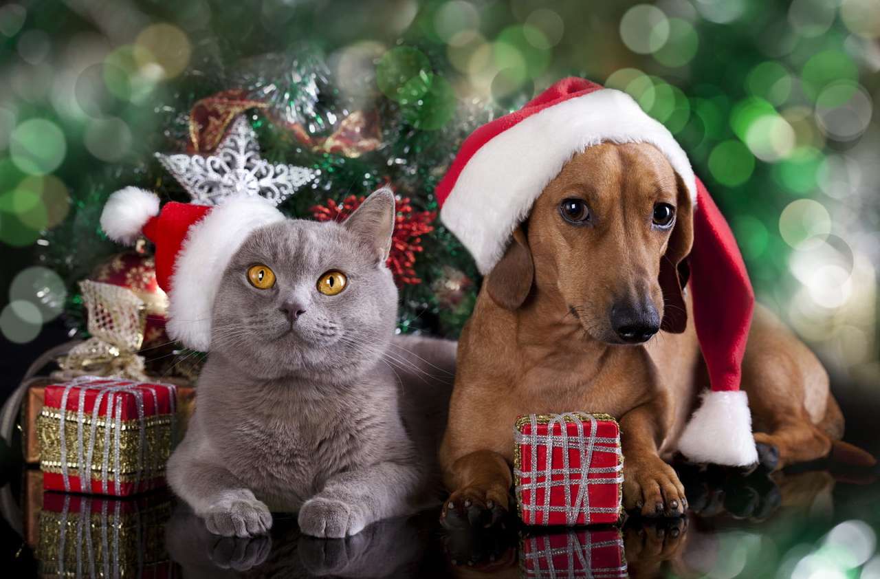 Pisică și câine purtând pălării de Crăciun puzzle online