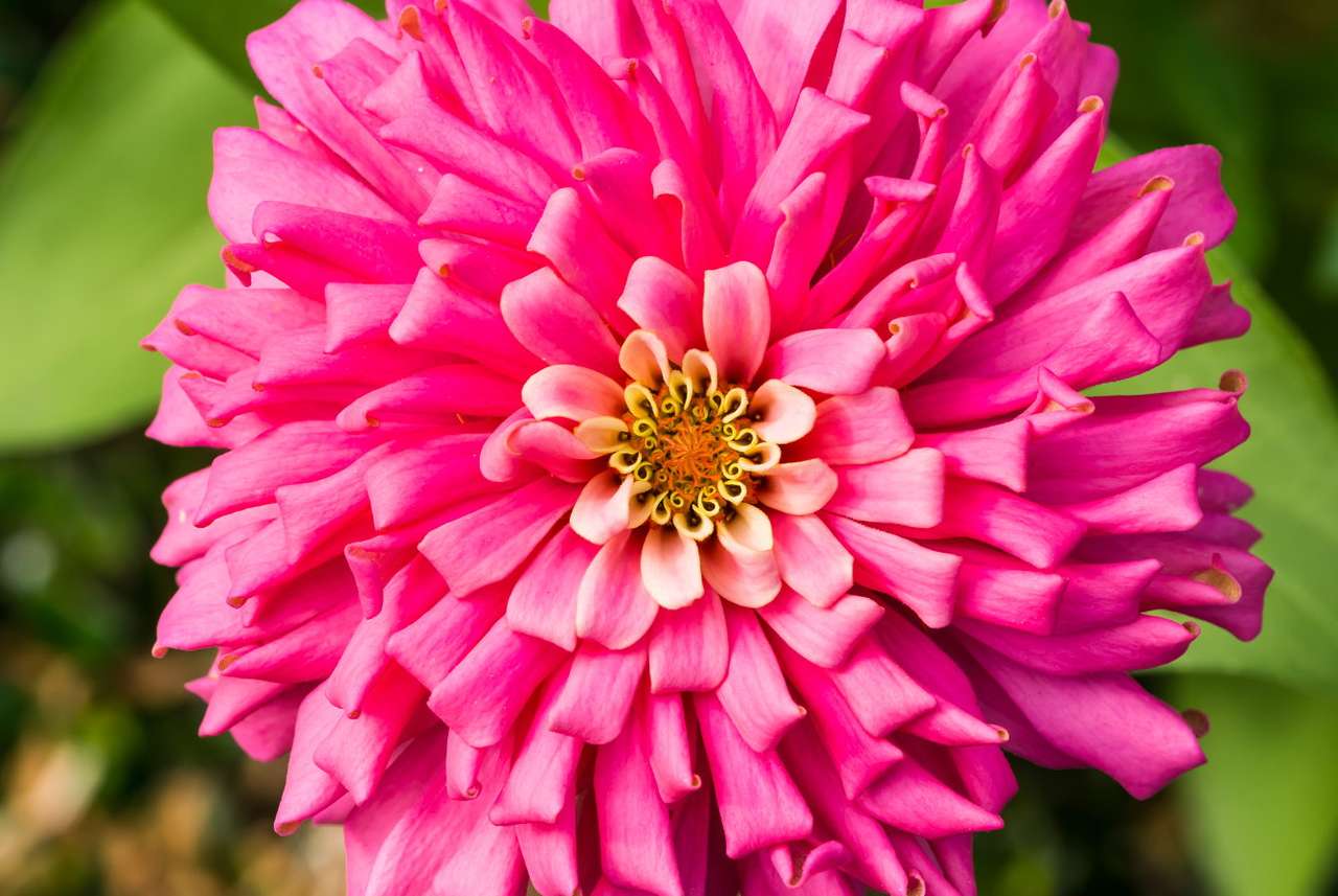 Pink aster puzzle online from photo