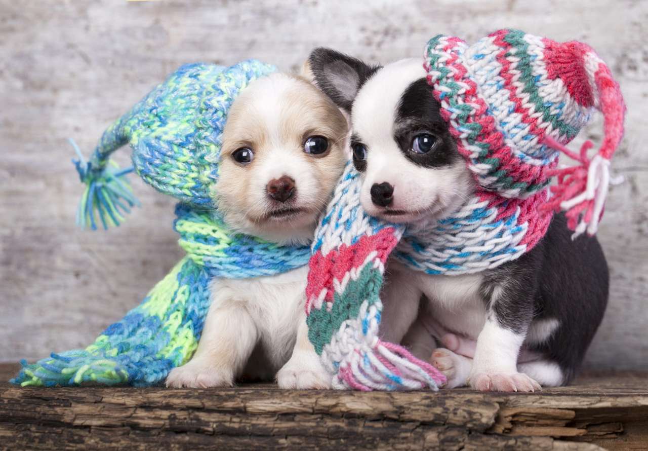 Cuccioli che indossano cappelli di lana puzzle online