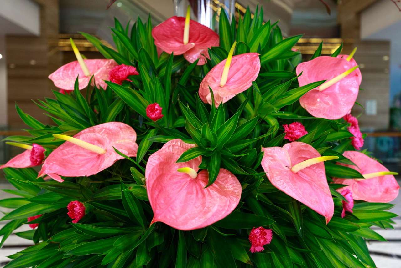 Bouquet of anthurium flowers puzzle online from photo