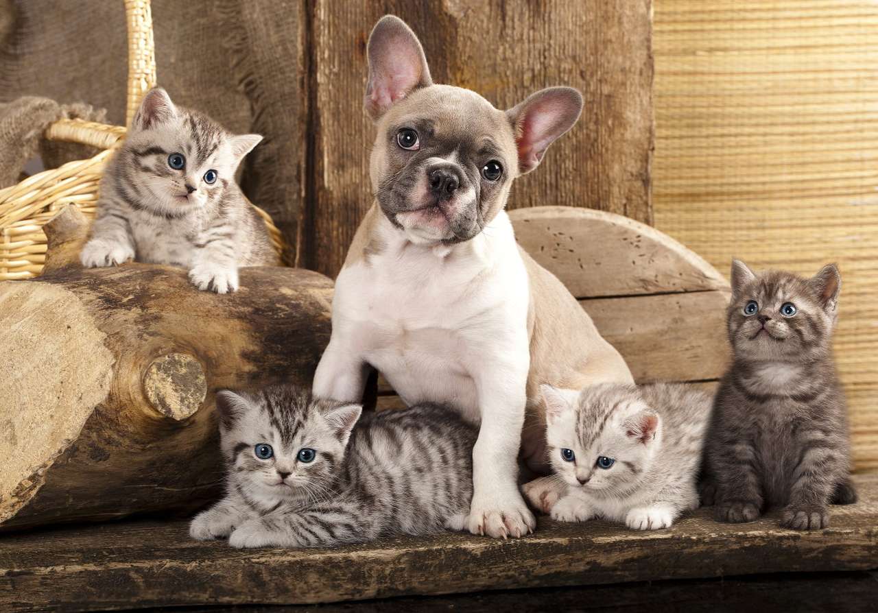 Puppy and kittens puzzle online from photo