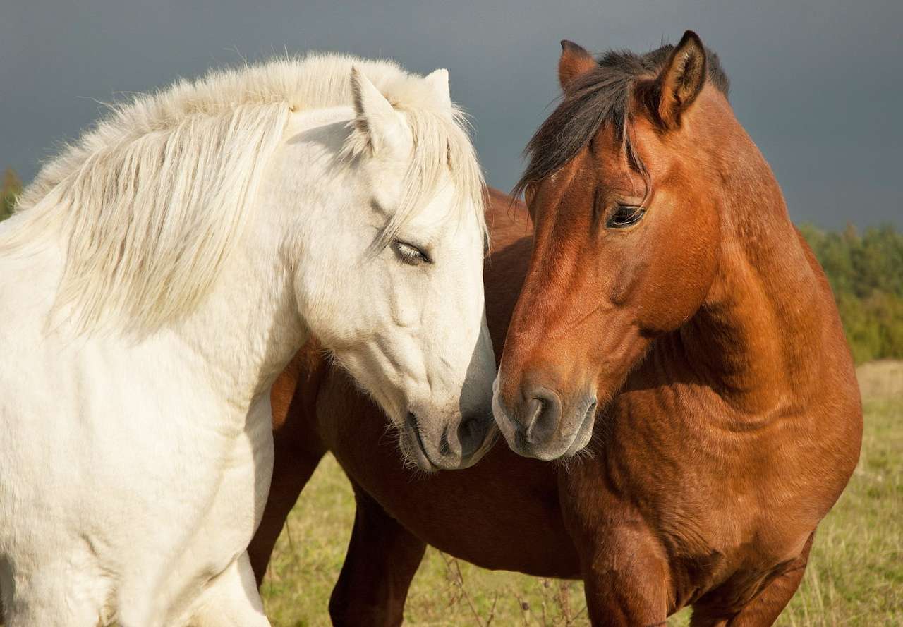 Två hästar i olika pälsfärger Pussel online