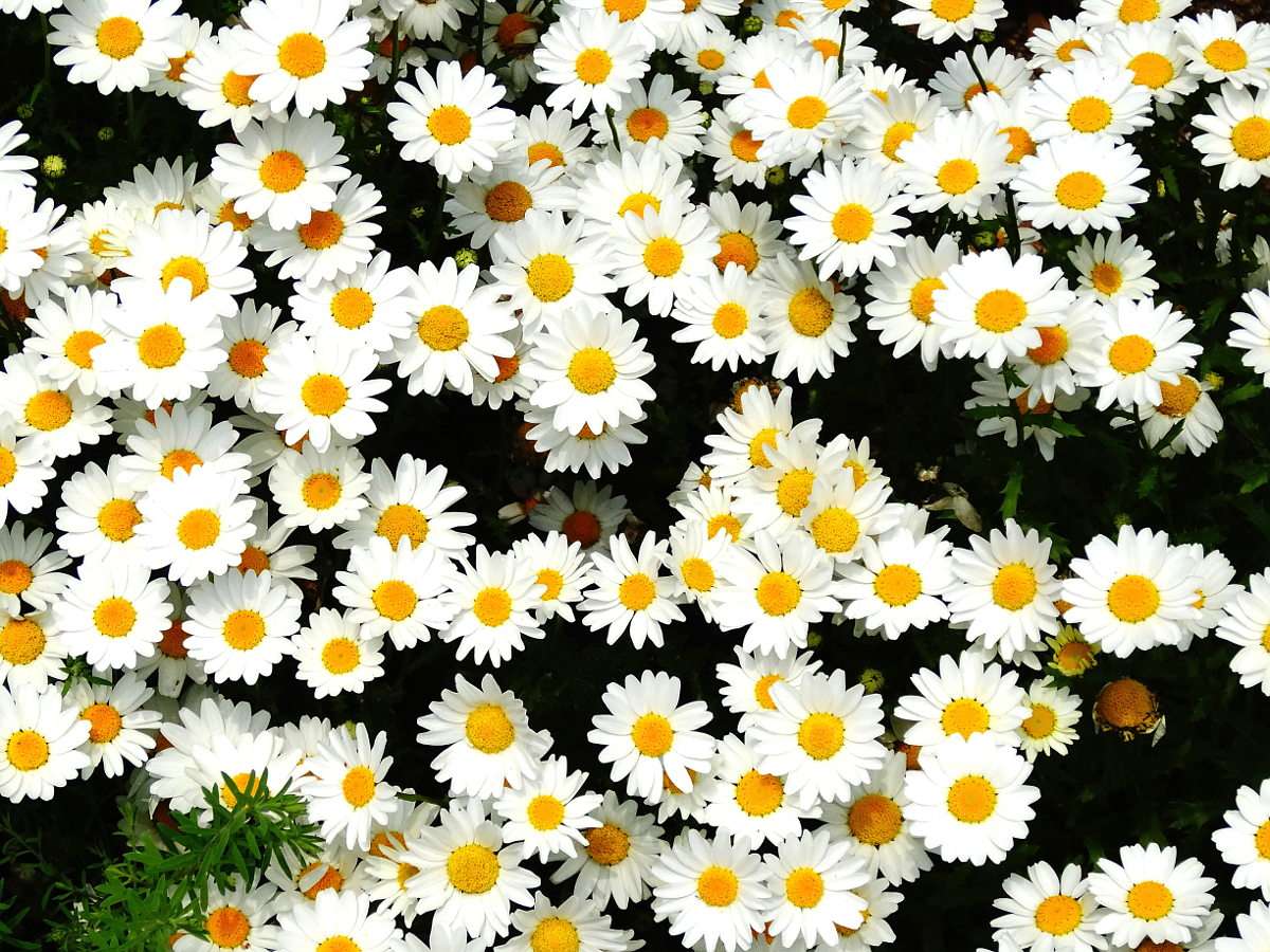 Chamomile flowers puzzle online from photo
