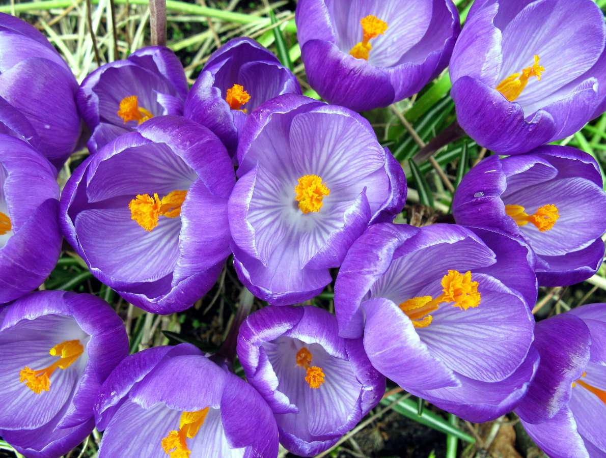 Crocus violet de primăvară puzzle online din fotografie