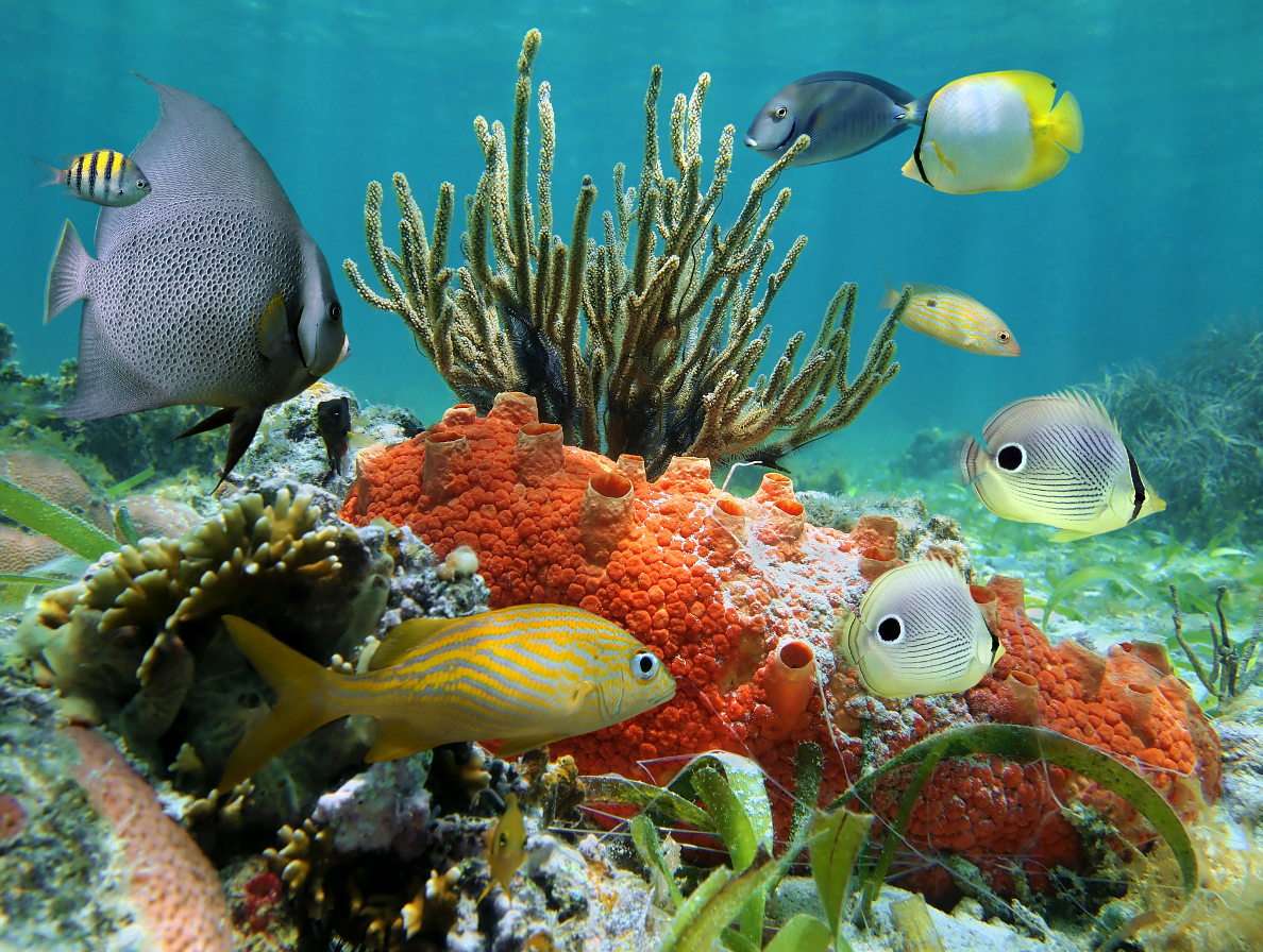 Ψάρια στην Καραϊβική Θάλασσα παζλ online από φωτογραφία