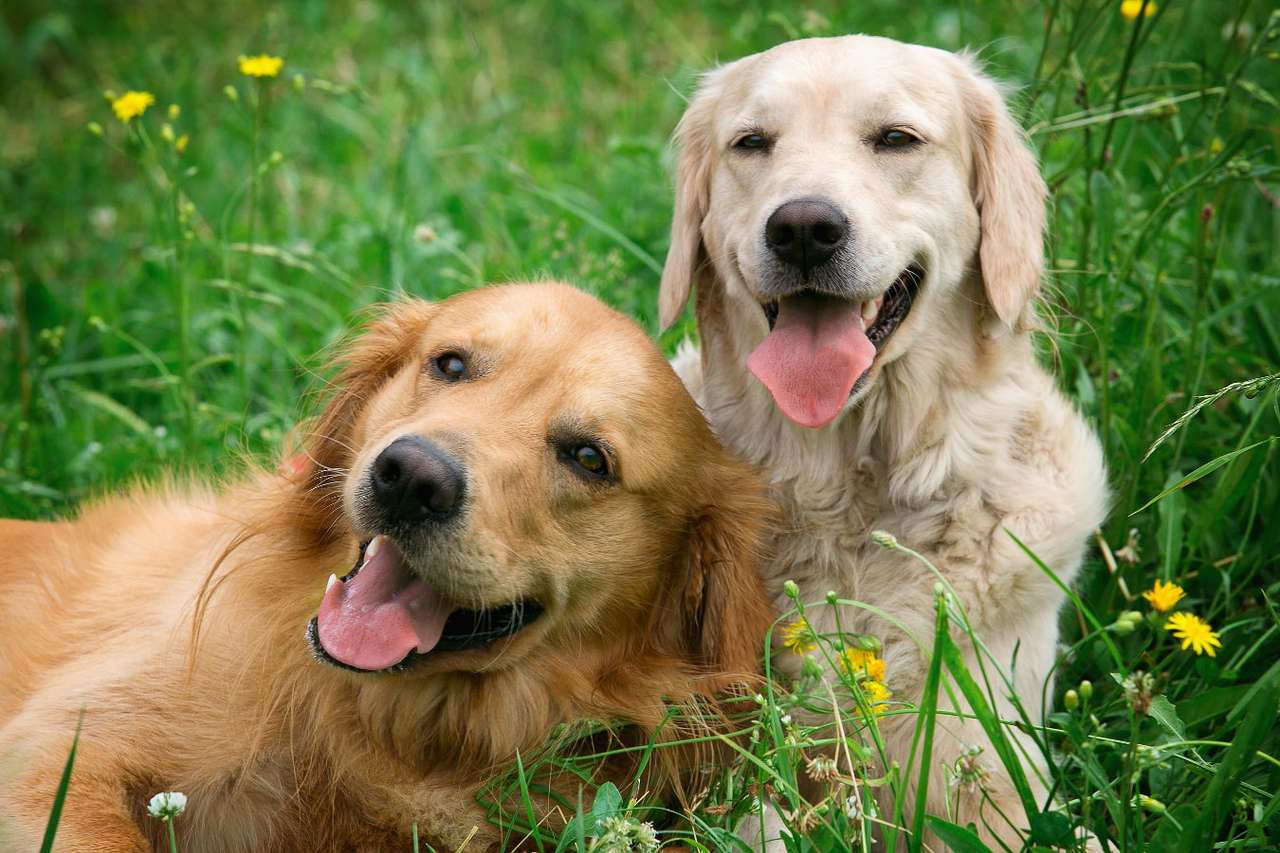 Dogs in the meadow puzzle online from photo