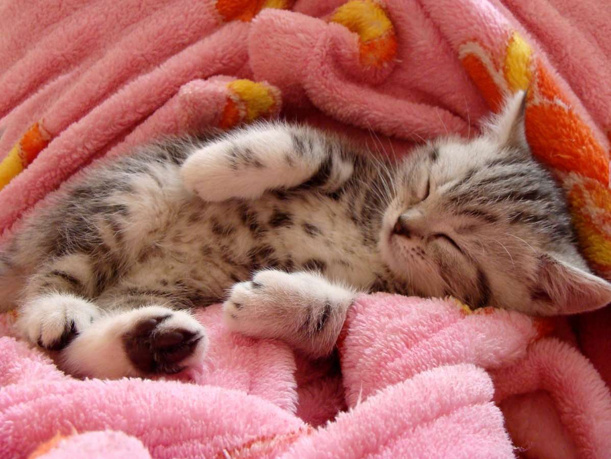 Ein schlafendes Kätzchen Online-Puzzle