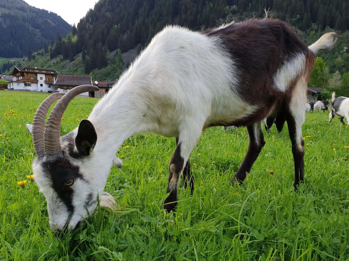 Goat on an alpine meadow puzzle online from photo