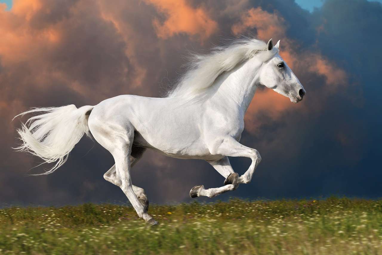 Cavalo branco galopando puzzle online a partir de fotografia