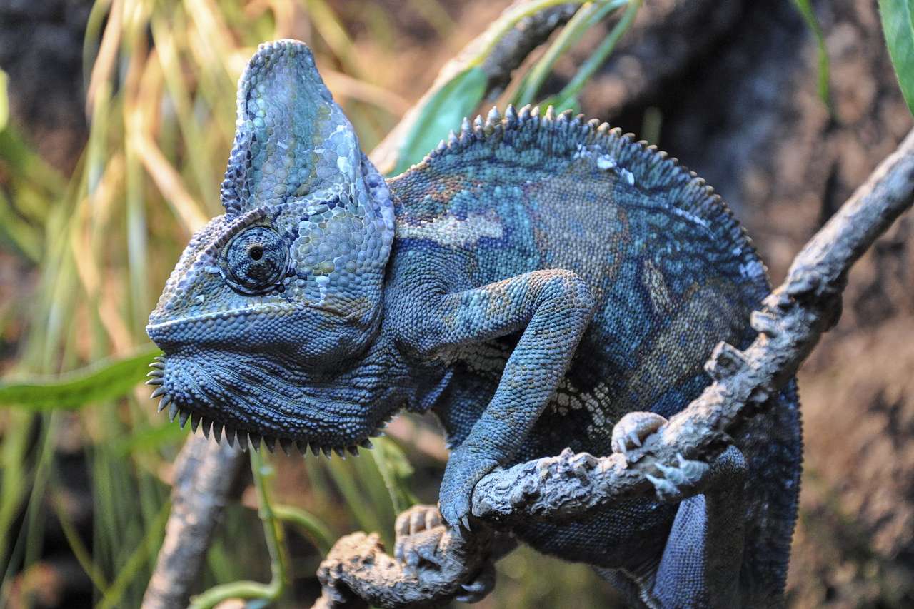 Chameleon puzzle online from photo