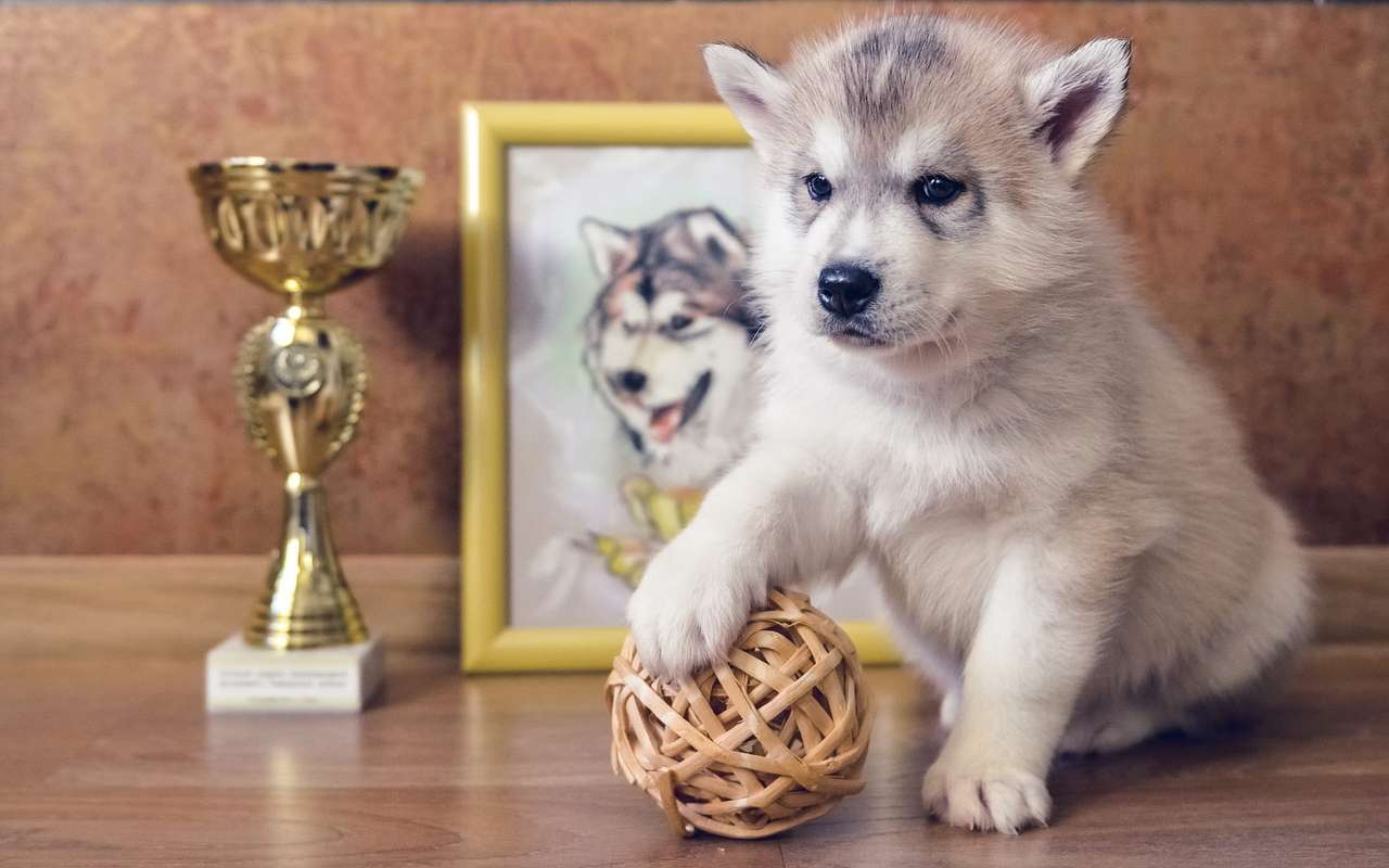 Husky puppy puzzle online from photo