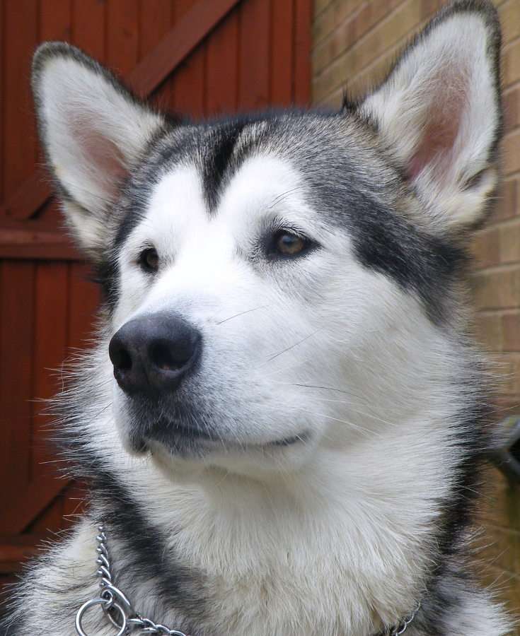 Alaskan Malamute dog puzzle online from photo