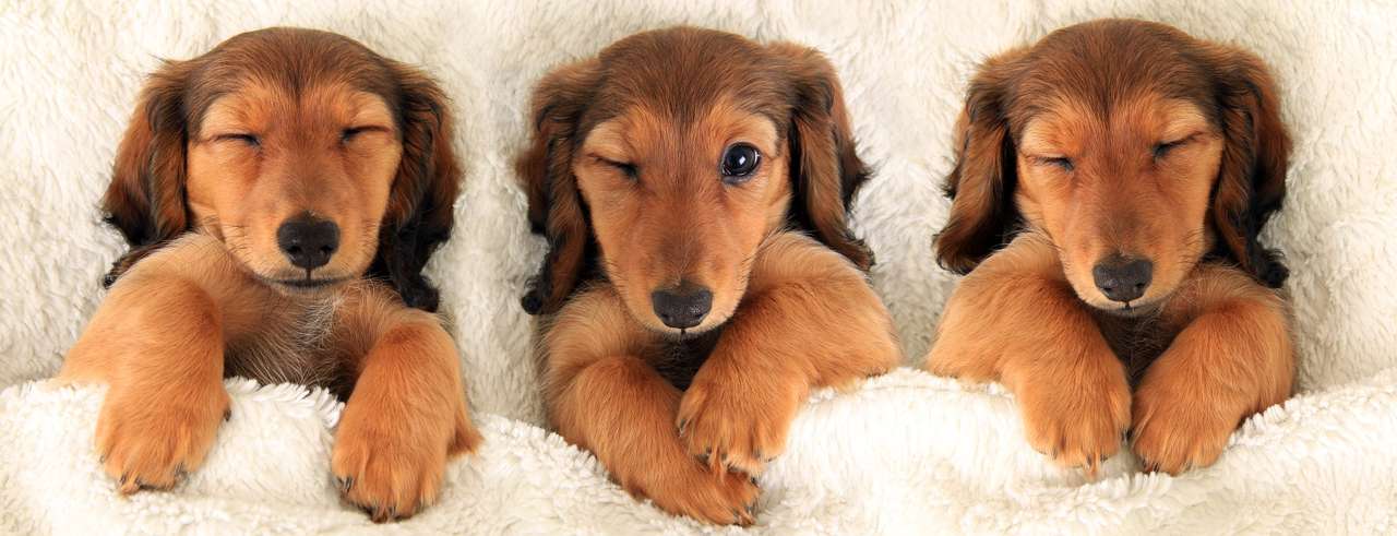 Dachshund puppies sleeping in bed puzzle online from photo
