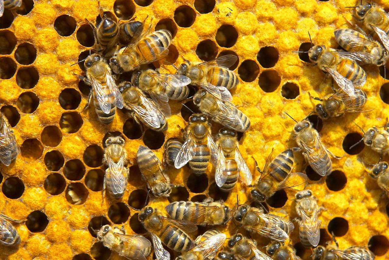 Bijen online puzzel