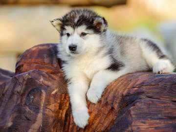 Cachorro malamute de alaska rompecabezas en línea